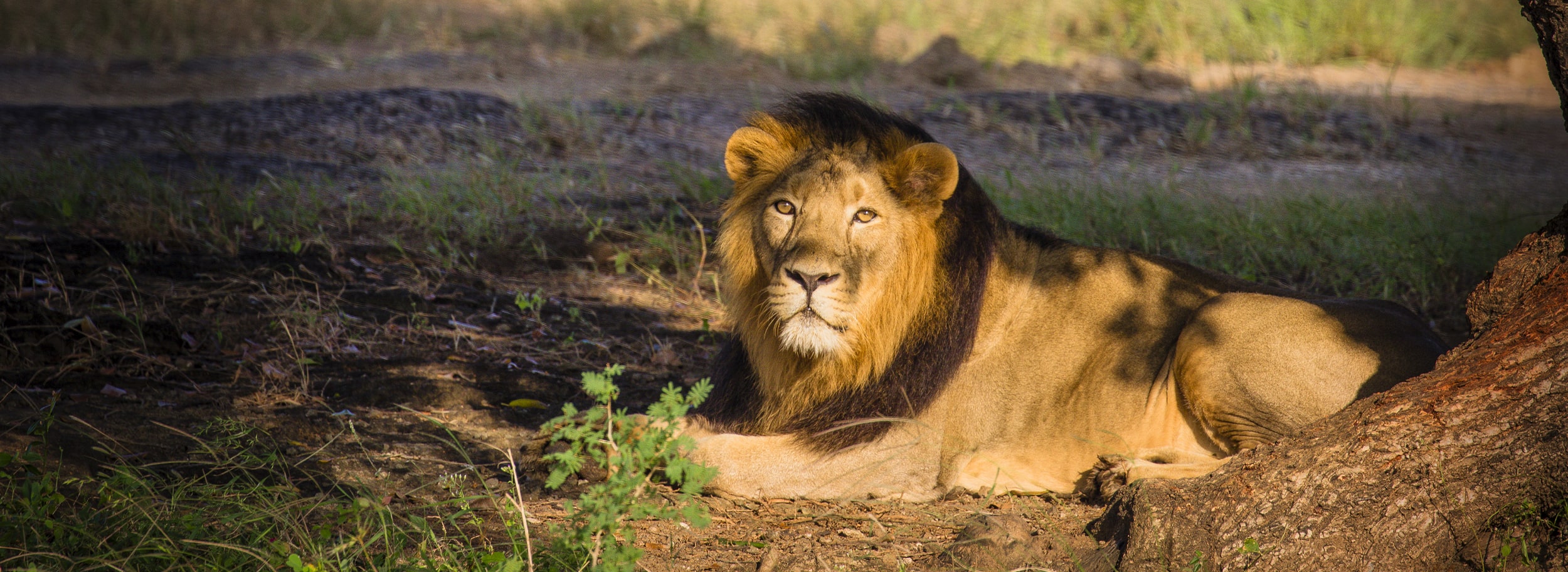 An Experience of Jyotirlings with Gujarat Lions