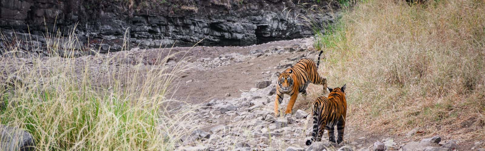 Maharaja Express Train Journeys in India
