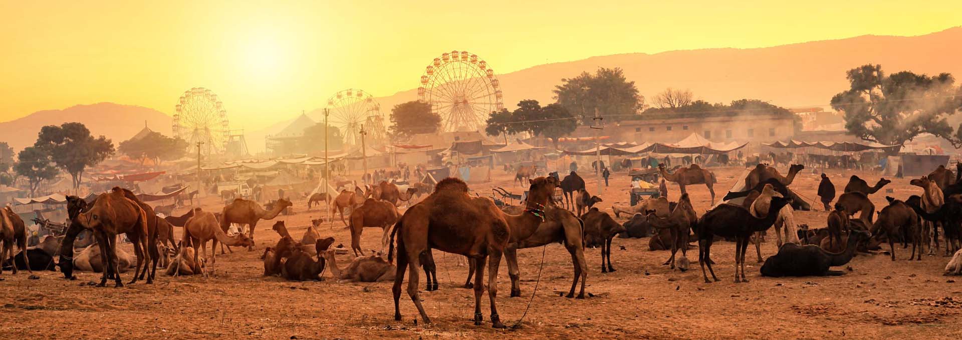 Pushkar Fair Special Tour Package