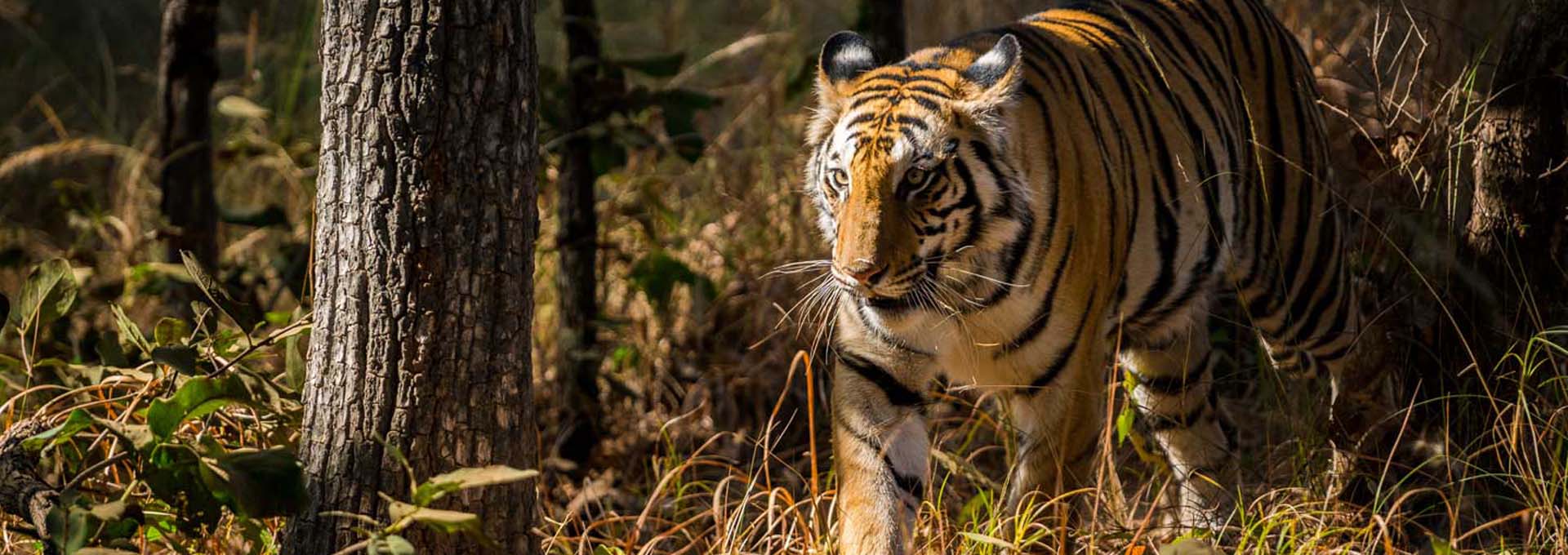 Wildlife Tour of South India