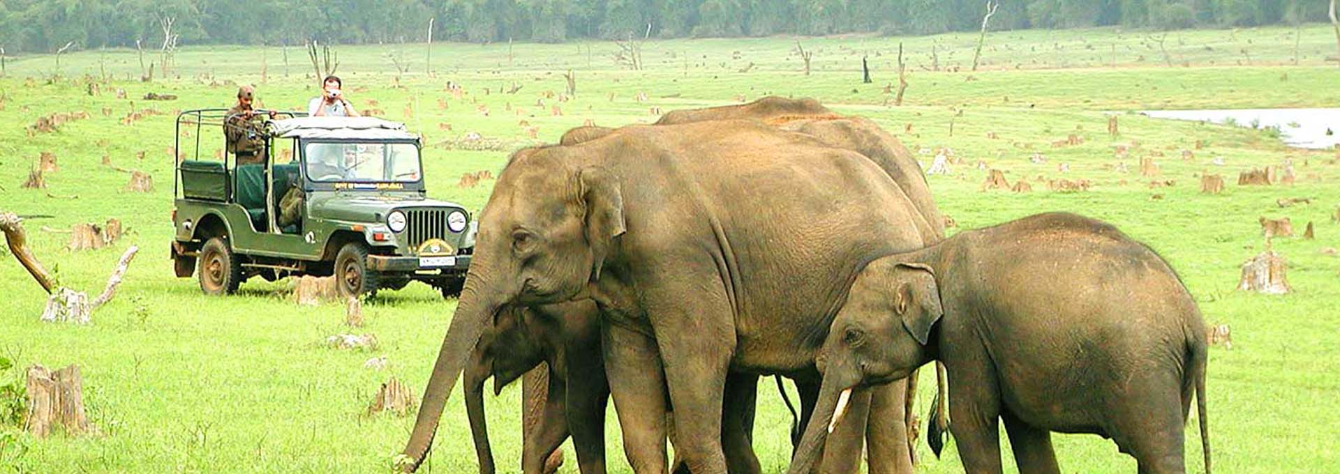 Wildlife Tour of South India