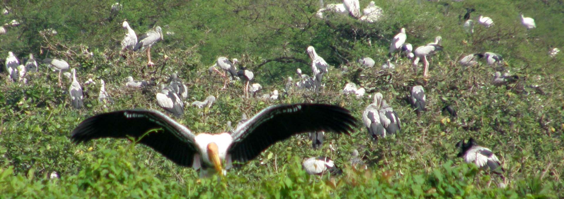 Wildlife Tour of South India