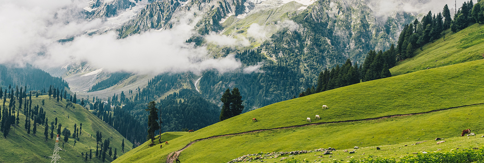 kashmir