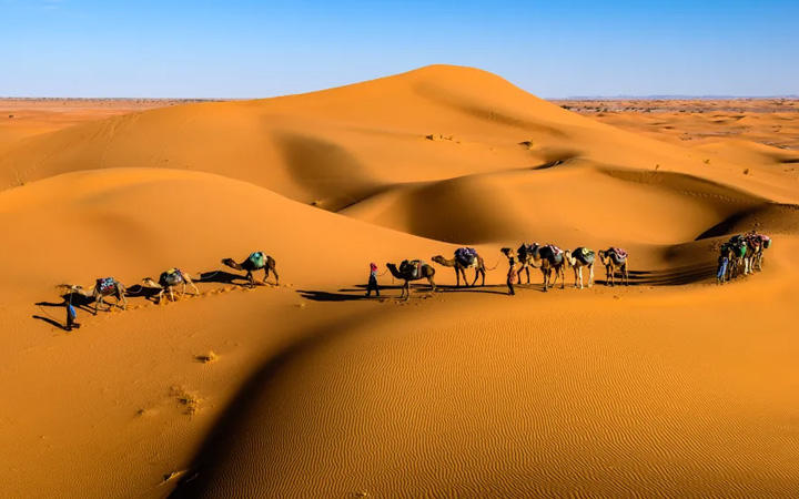 Camel Safari Tour
