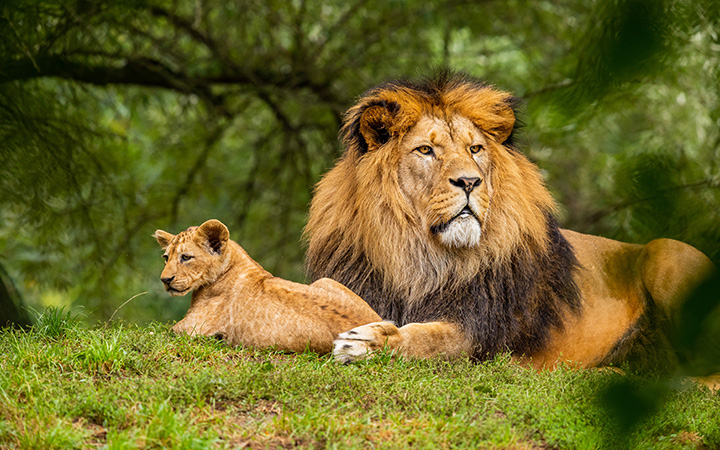 Enchanting Temple & Wildlife Tour of North