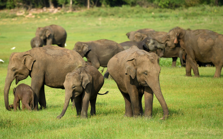 Enchanting Temple & Wildlife Tour of North