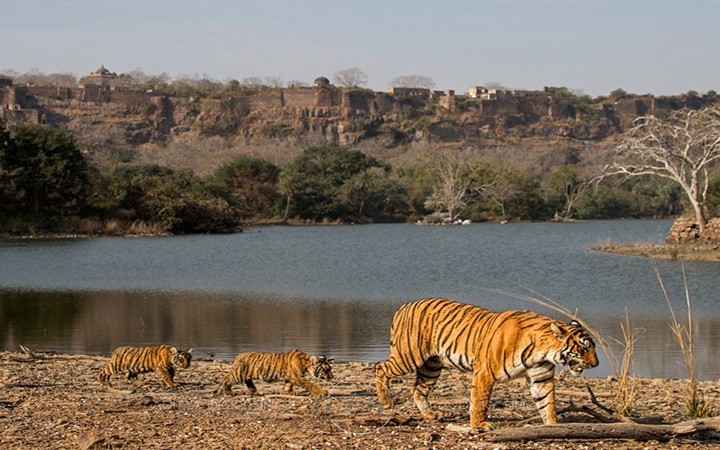 Golden Triangle with Ranthambore Tour