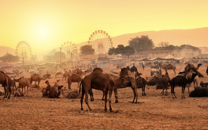 Pushkar Fair Special Tour Package