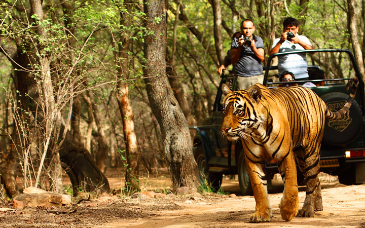 Rural Rajasthan Tour by horse and jeep Safaris