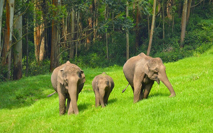 Wildlife Tour of South India