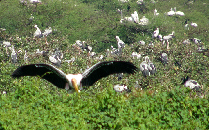 Wildlife Tour of South India